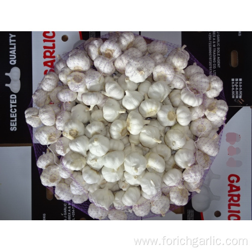 Fresh Pure White Garlic New Crop 2019